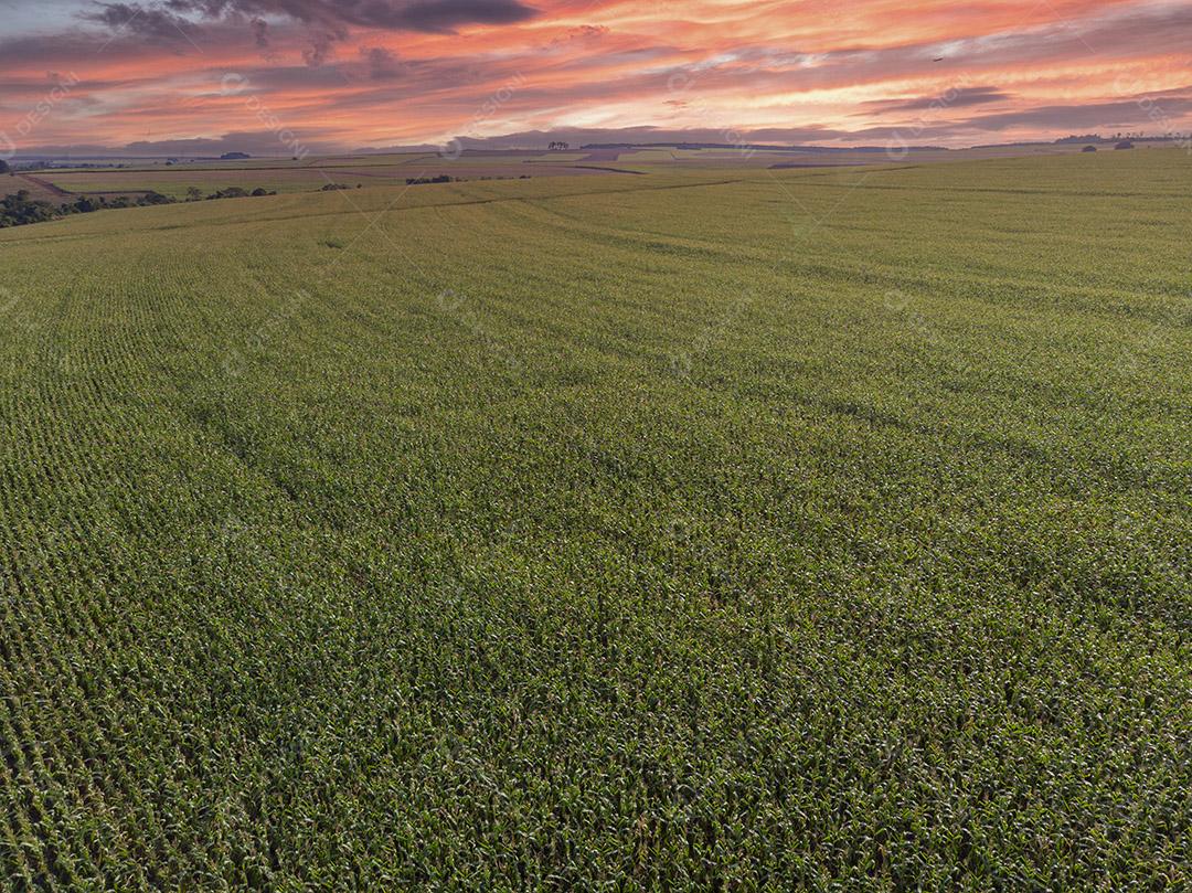 Campo plantaçao agropecuaria imagem JPG