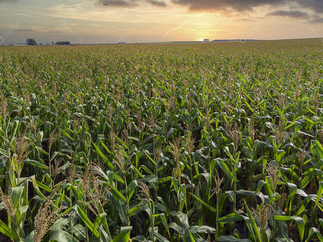 Campo plantaçao de sorgo agropecuaria imagem JPG
