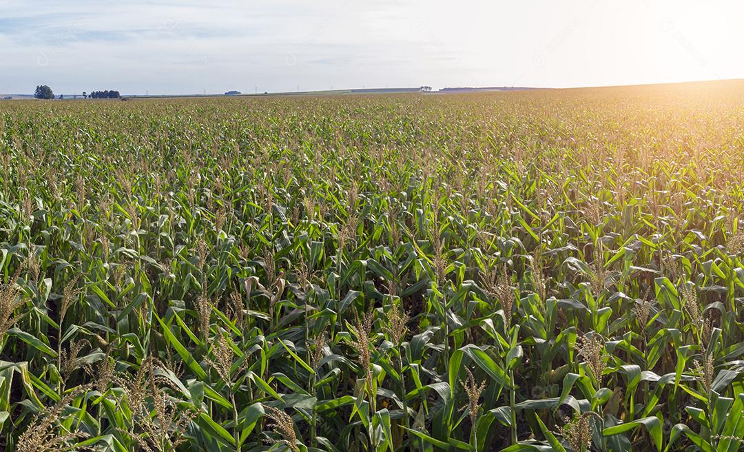 Agricultural sorghum plantation field JPG.jpg i