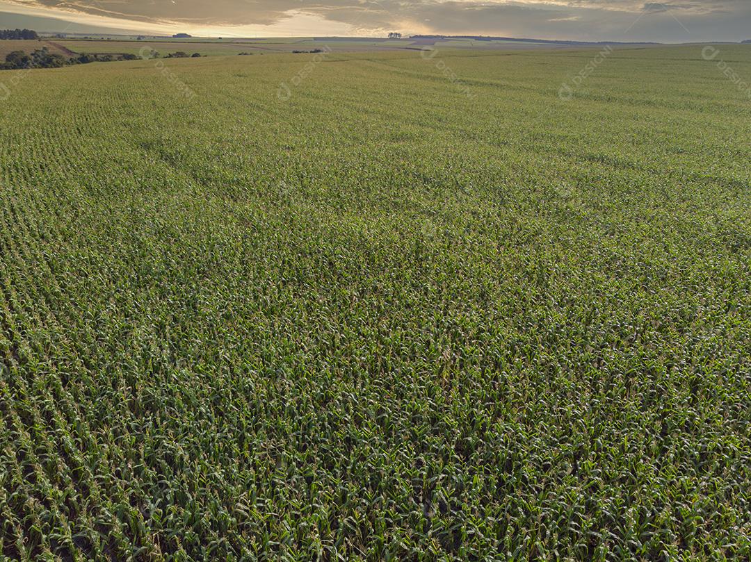 Campo plantaçao de sorgo agropecuaria imagem JPG
