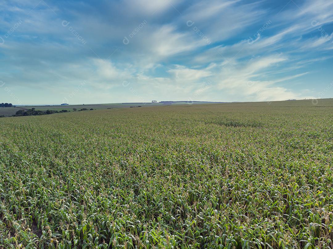 Agricultural sorghum plantation field JPG.jpg i