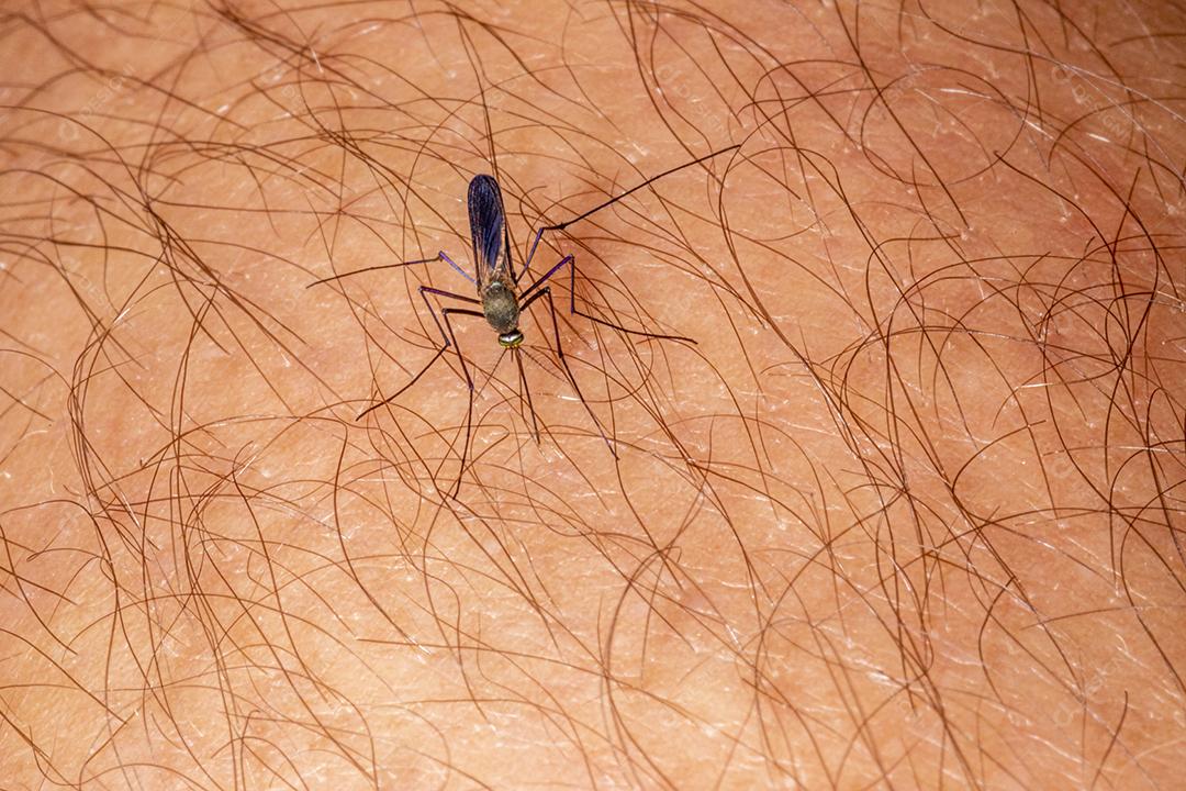 Braço humano de mosquito, praga muriçoca Imagem JPG