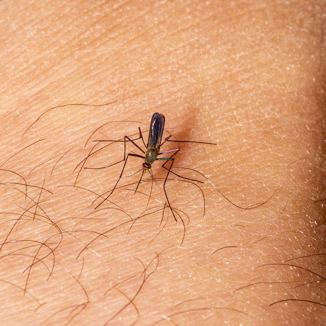 Braço humano de mosquito, praga muriçoca Imagem JPG