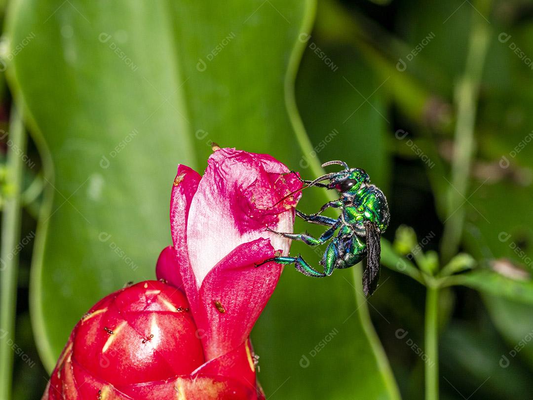 Fotos Abelha de orquídea colorida ou Exaerete em uma flor tropical vermelha. Fauna incrível