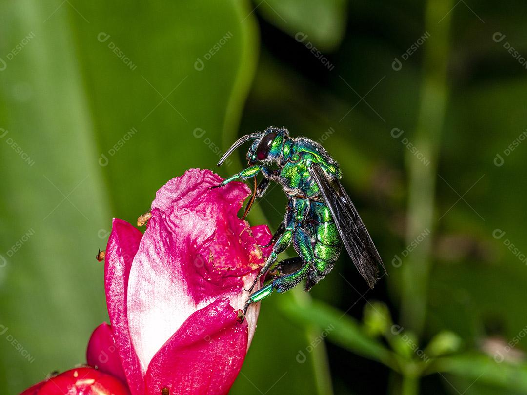 Pictures Colorful Orchid Bee or Exaerete on a red tropical flower. amazing fauna