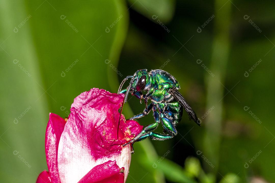 Fotos Abelha de orquídea colorida ou Exaerete em uma flor tropical vermelha. Fauna incrível