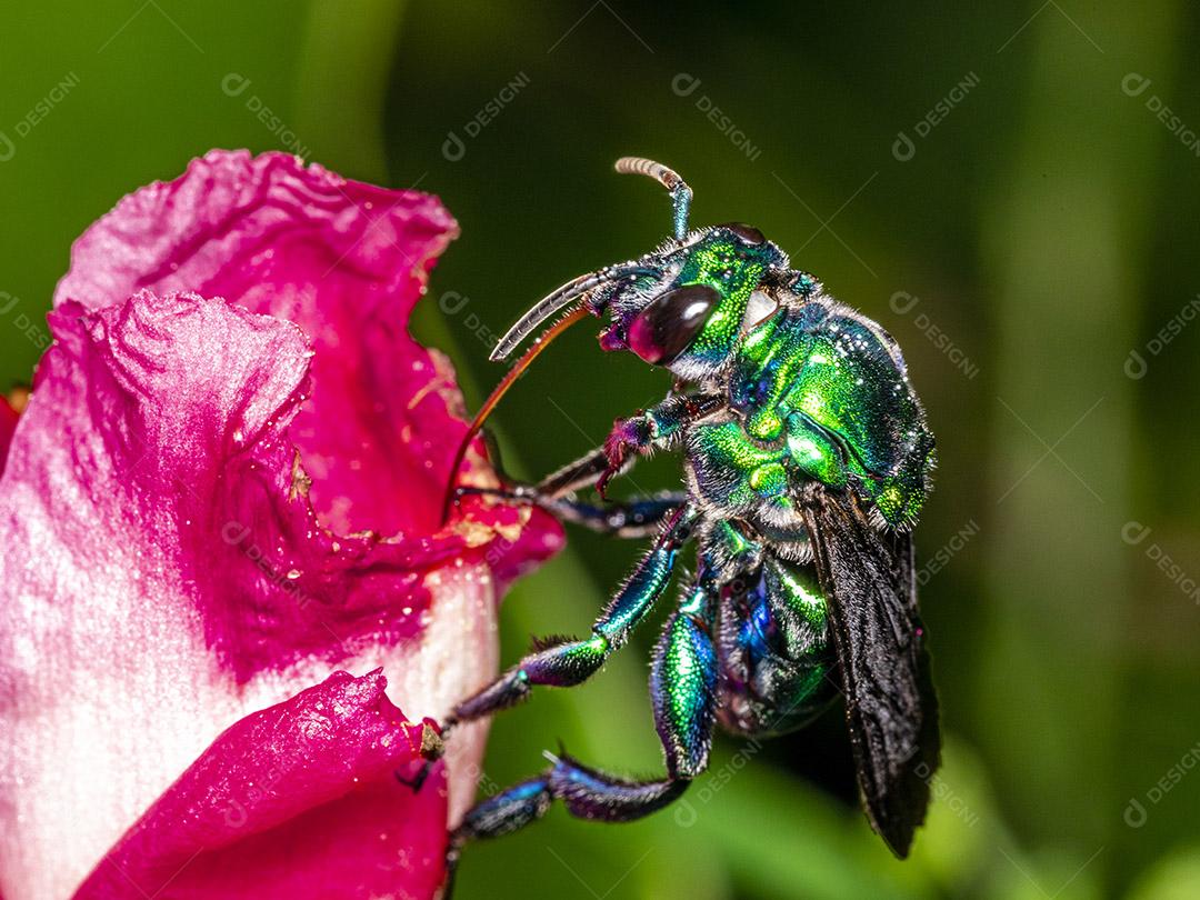 Fotos Abelha de orquídea colorida ou Exaerete em uma flor tropical vermelha. Fauna incrível
