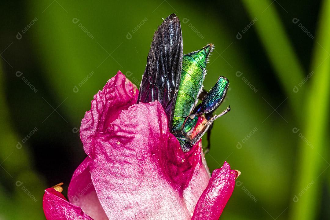 Fotos Abelha de orquídea colorida ou Exaerete em uma flor tropical vermelha. Fauna incrível