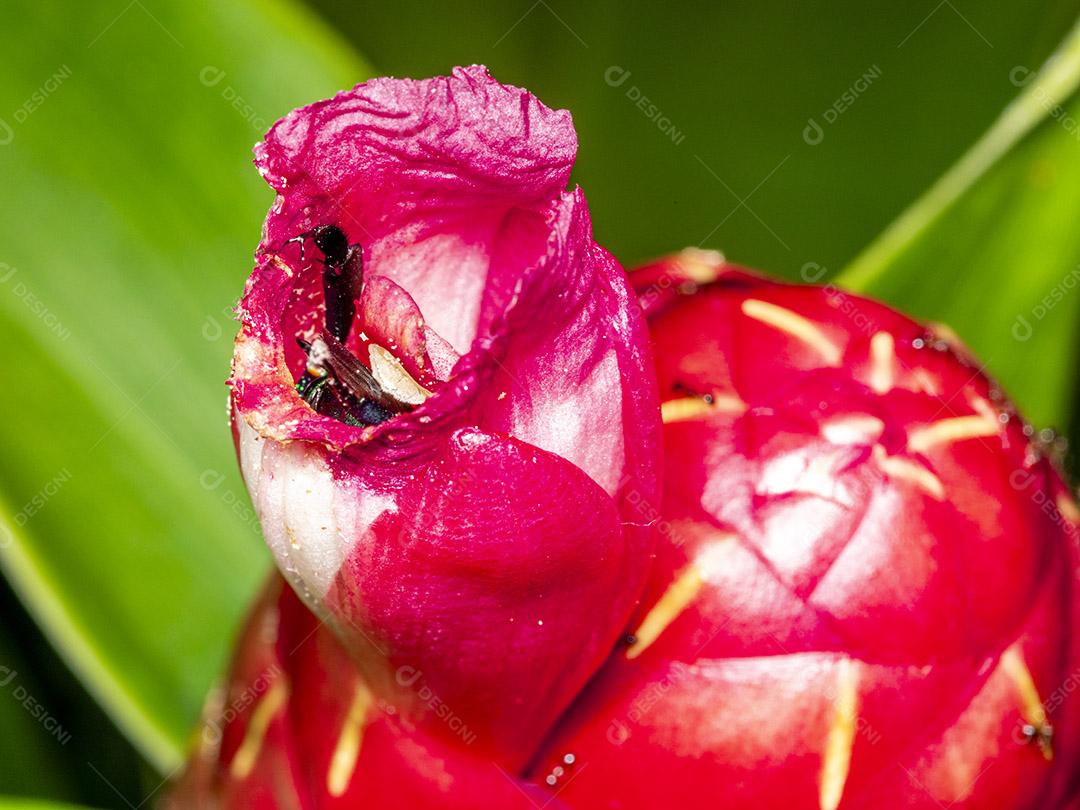 Fotos Abelha de orquídea colorida ou Exaerete em uma flor tropical vermelha. Fauna incrível