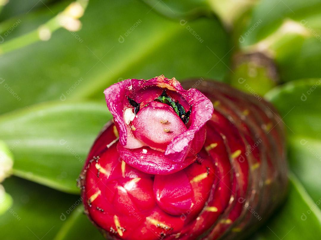 Fotos Abelha de orquídea colorida ou Exaerete em uma flor tropical vermelha. Fauna incrível