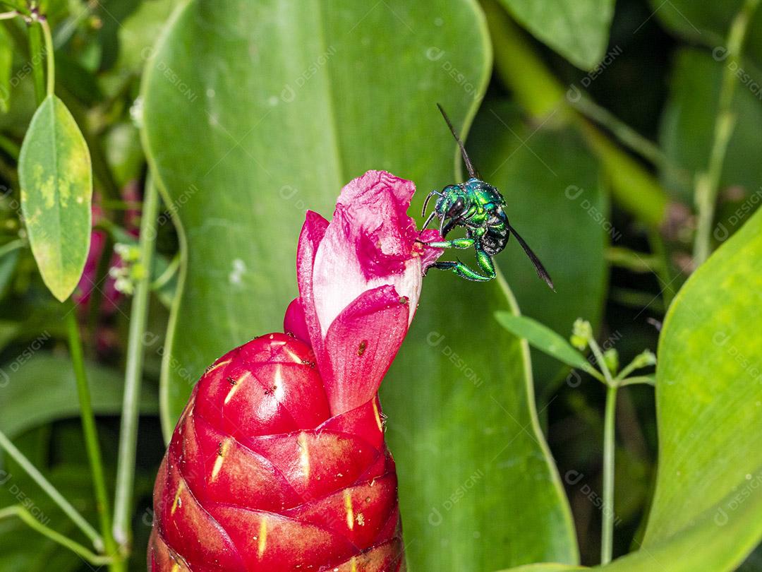 Fotos Abelha de orquídea colorida ou Exaerete em uma flor tropical vermelha. Fauna incrível