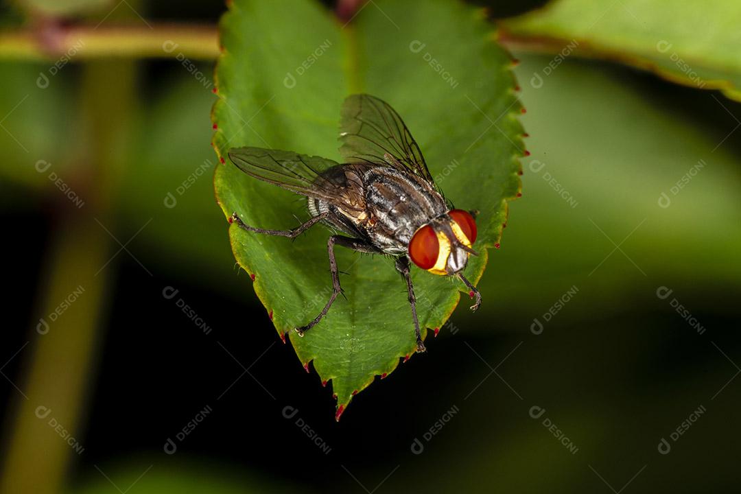 Mosca (Musca domestica) na folha verde Imagem JPG