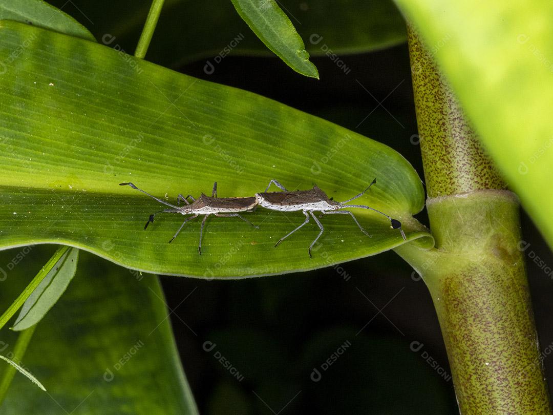 Fotografia macro de um casal de insetos Coreidae acasalamento Imagem JPG