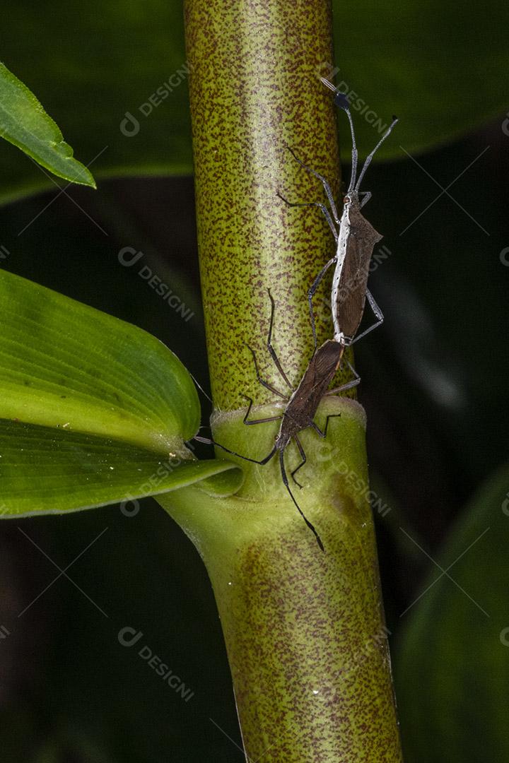 Fotografia macro de um casal de insetos Coreidae acasalamento Imagem JPG