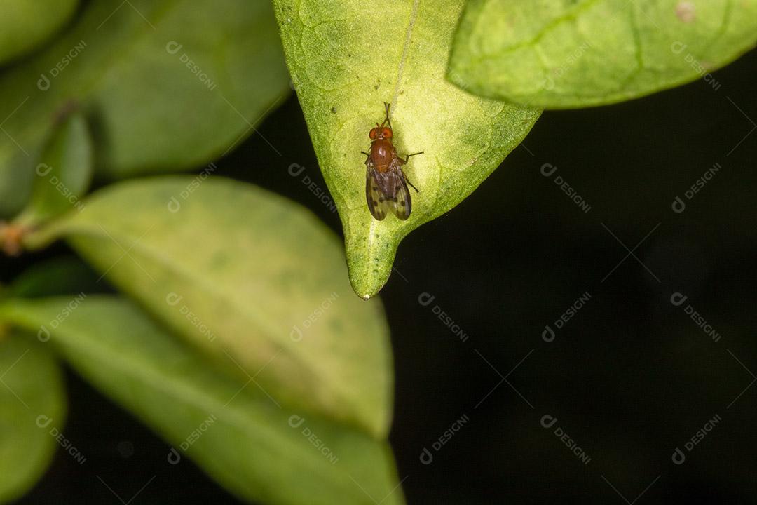 Mosca (Musca domestica) na folha verde Imagem JPG