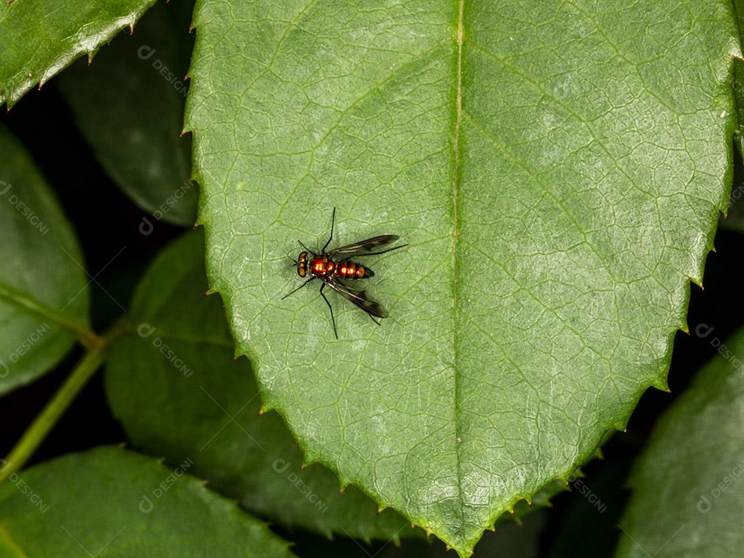 Mosca (Musca domestica) na folha verde Imagem JPG