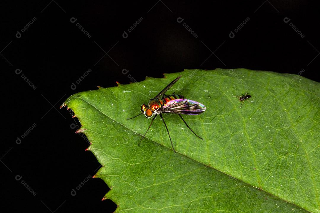 Mosca (Musca domestica) na folha verde Imagem JPG
