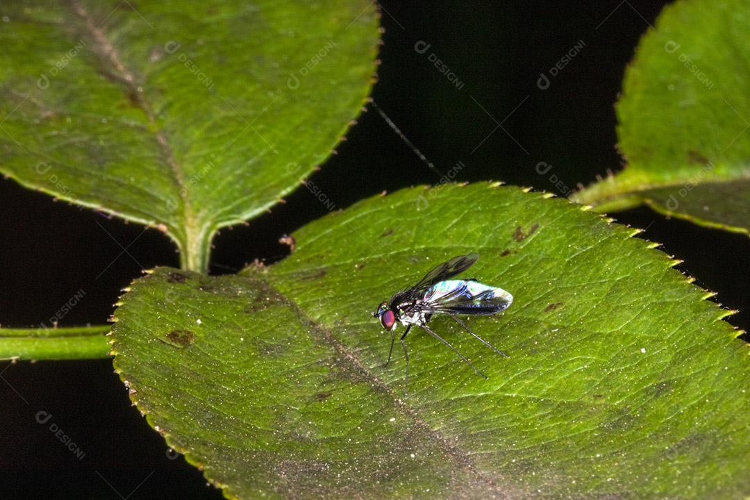 Fotografia macro de um inseto Lauxaniidae empoleirado em uma folha.Imagem JPG