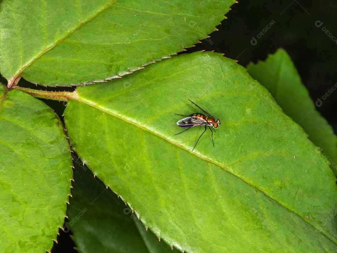 Mosca (Musca domestica) na folha verde Imagem JPG