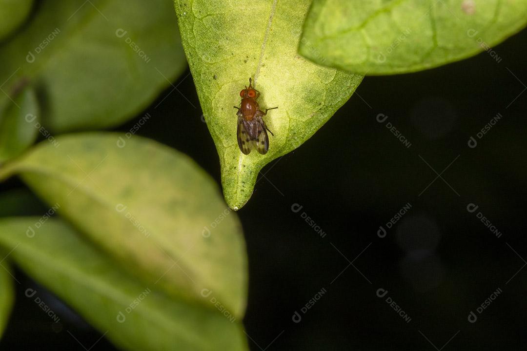 Mosca (Musca domestica) na folha verde Imagem JPG