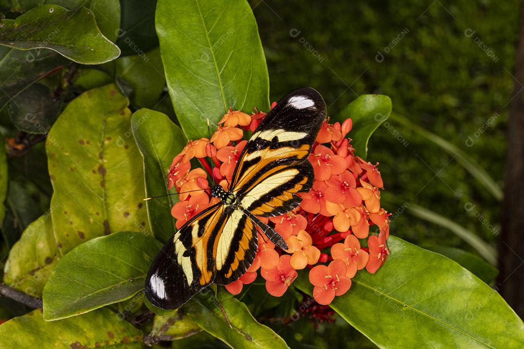 Butterfly Methona themisto com asas abertas em uma flor Imagem JPG