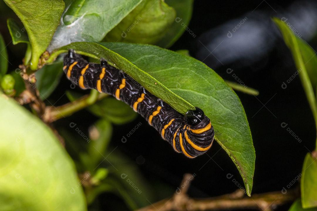Lagarta inseto comendo folha em uma árvore Imagem JPG