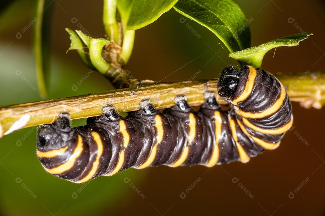Lagarta comendo folha em uma árvore Imagem JPG