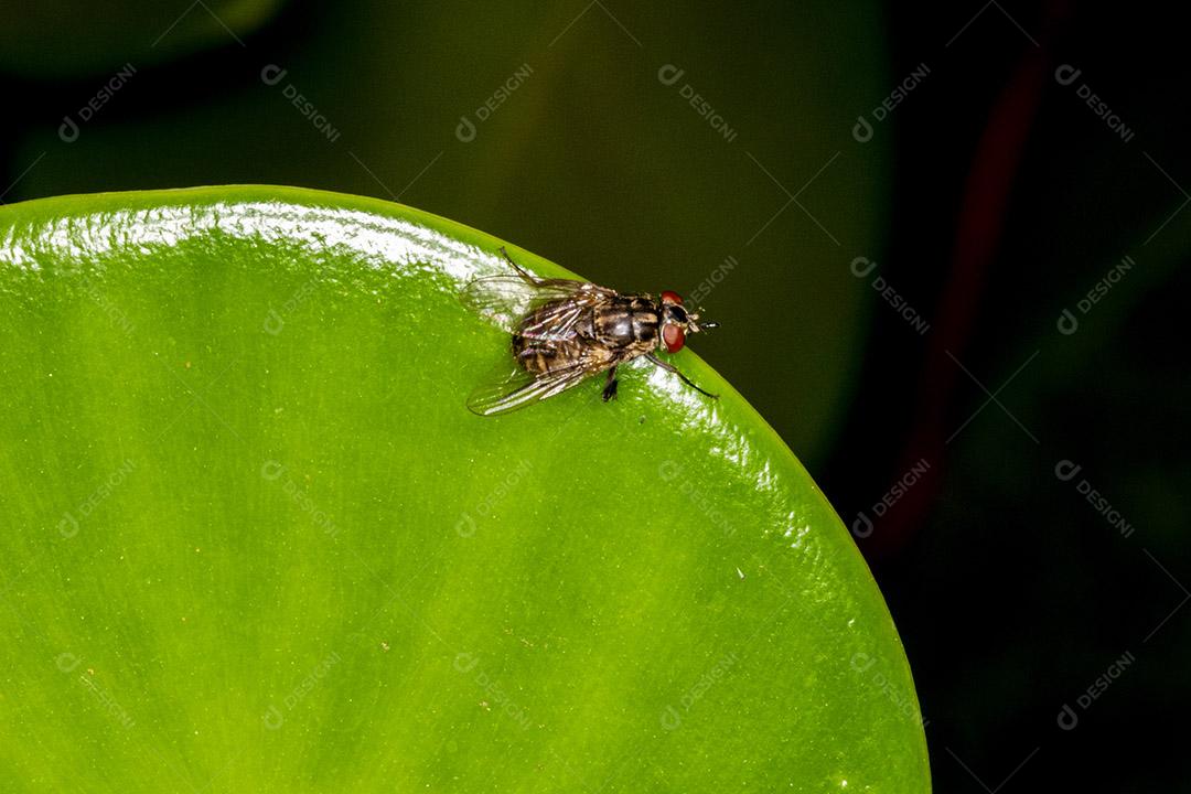 Mosca (Musca domestica) na folha verde Imagem JPG