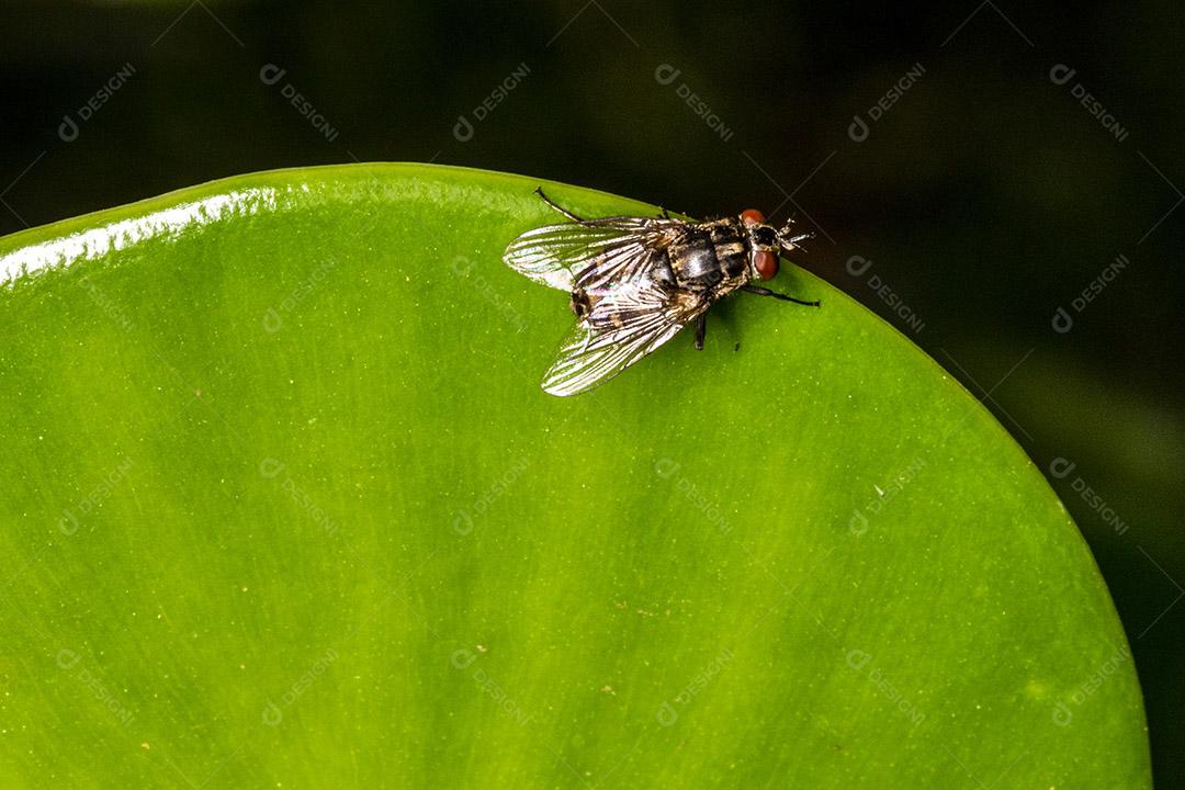 Mosca (Musca domestica) na folha verde Imagem JPG