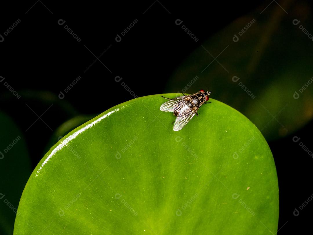 Mosca (Musca domestica) na folha verde Imagem JPG
