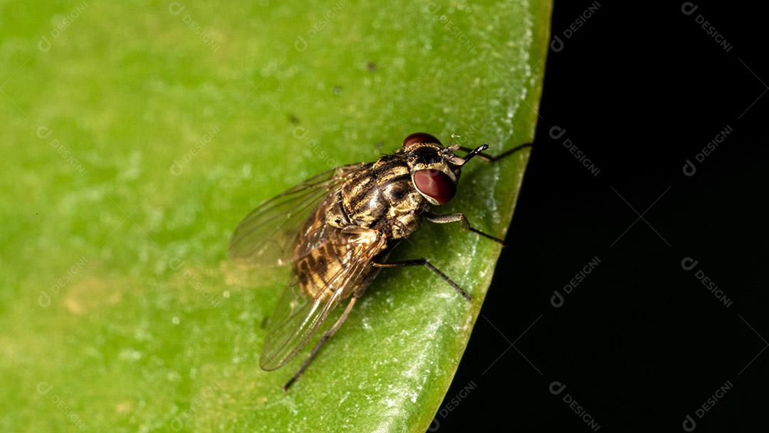 Mosca (Musca domestica) na folha verde Imagem JPG