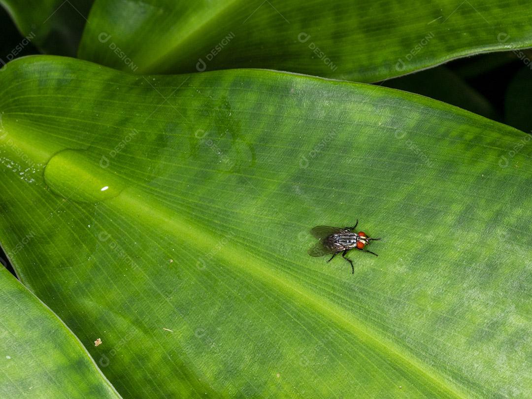 Mosca (Musca domestica) na folha verde Imagem JPG