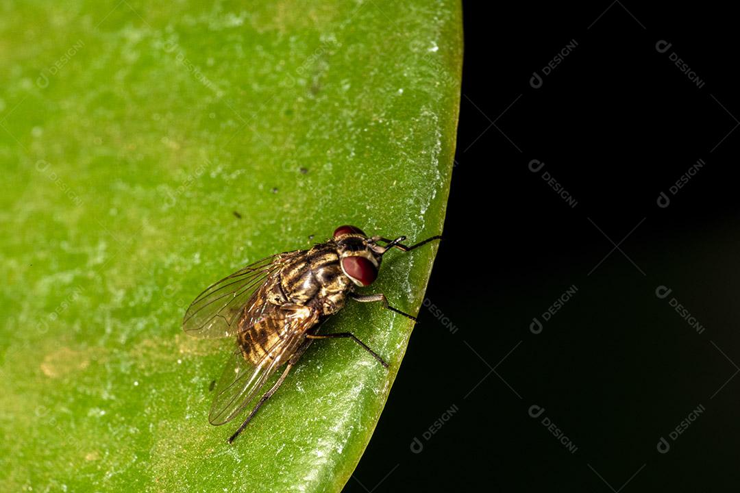 Mosca (Musca domestica) na folha verde Imagem JPG