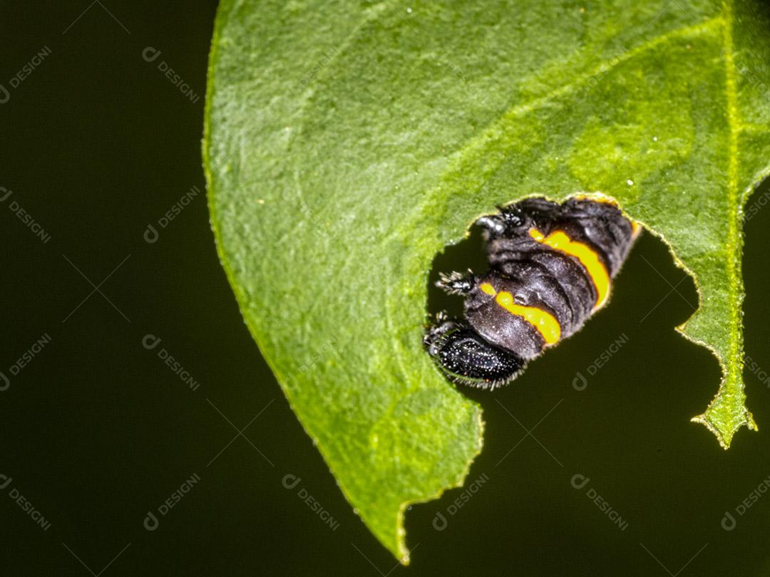 Mosca (Musca domestica) na folha verde Imagem JPG