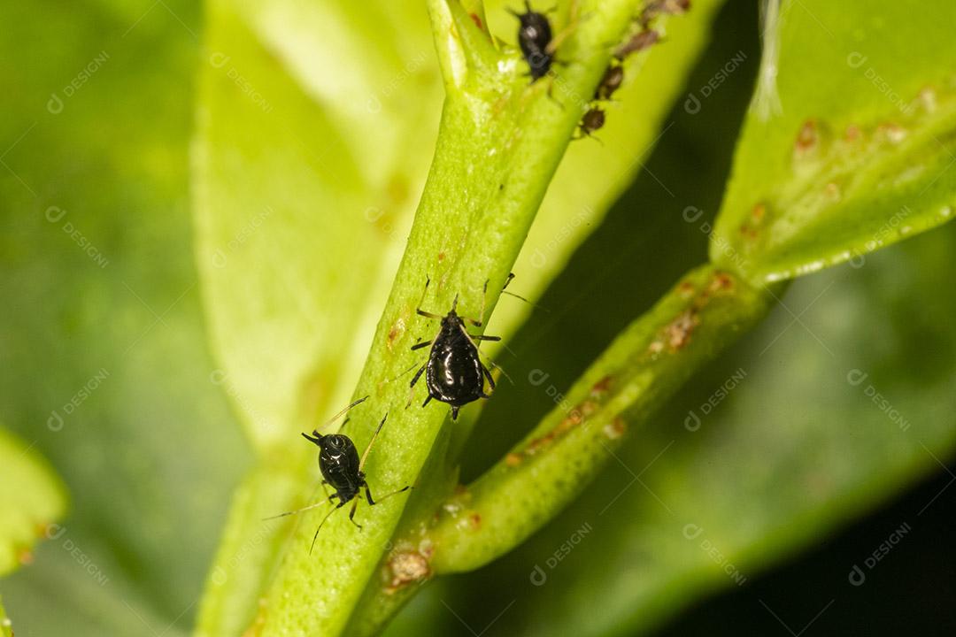 Pequeno pulgão em uma folha verde ao ar livre Imagem JPG