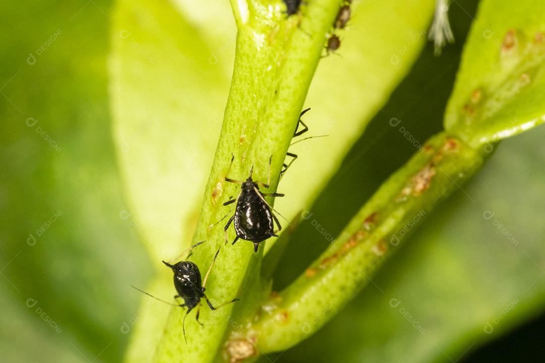 Pequeno pulgão em uma folha verde ao ar livre Imagem JPG