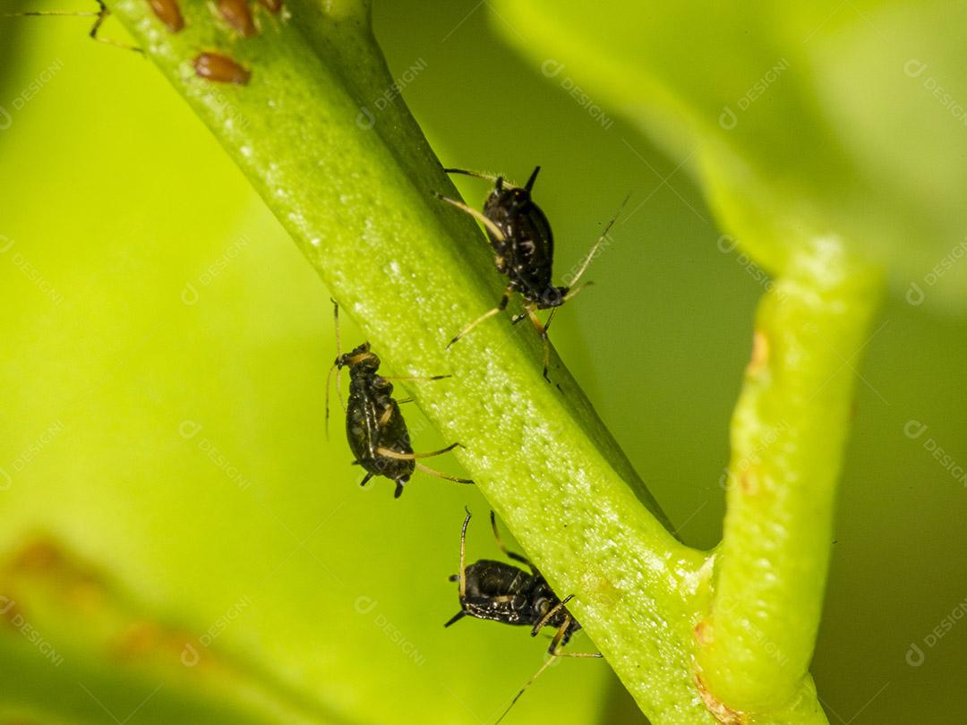 Pequeno pulgão em uma folha verde ao ar livre Imagem JPG