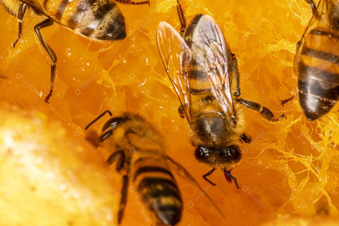 Fotografia macro de abelha comendo manga.Imagem JPG