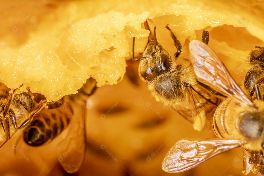 Fotografia macro de abelha comendo manga.Imagem JPG