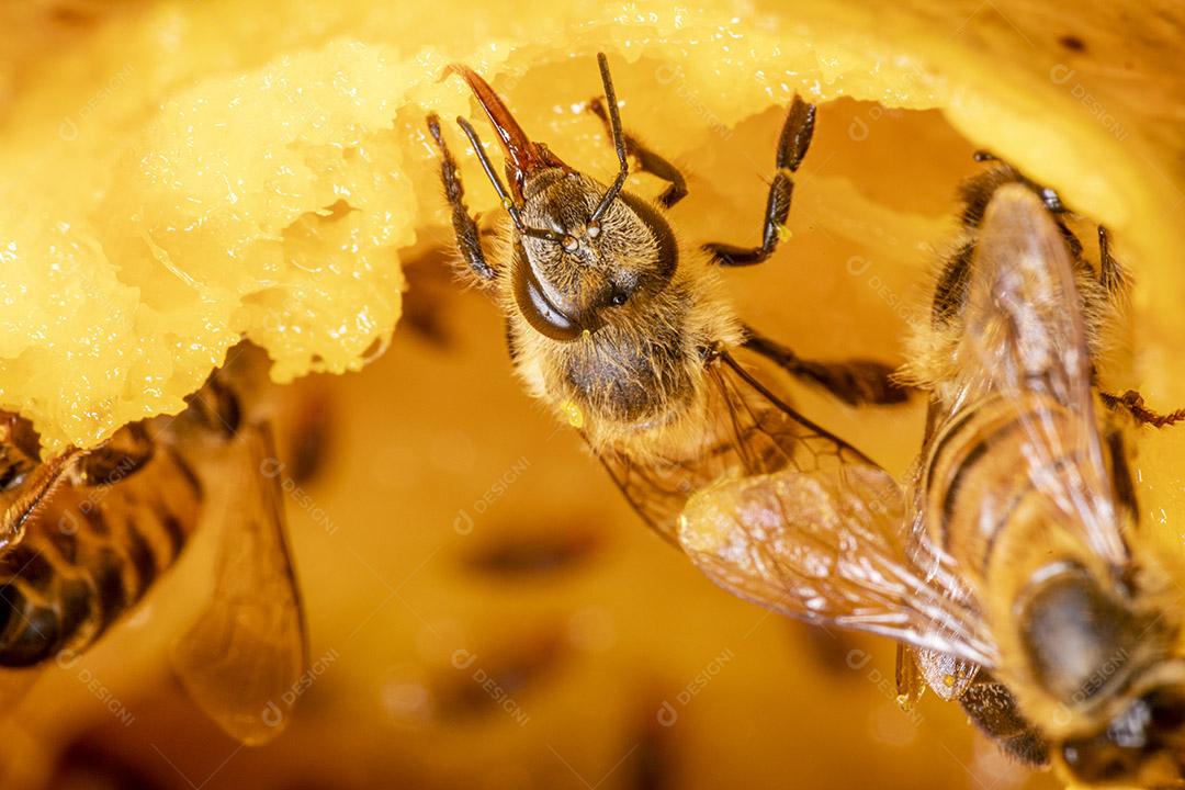 Macro photography of bee eating mango.Image JPG