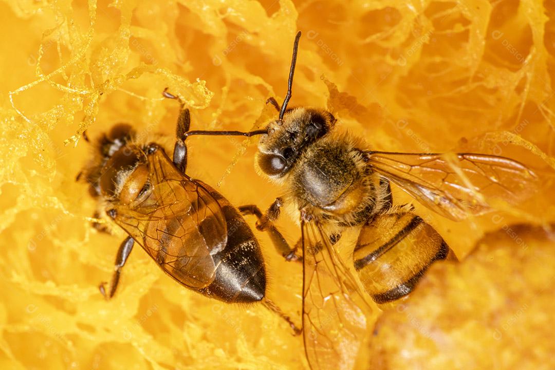 Macro photography of bee eating mango.Image JPG