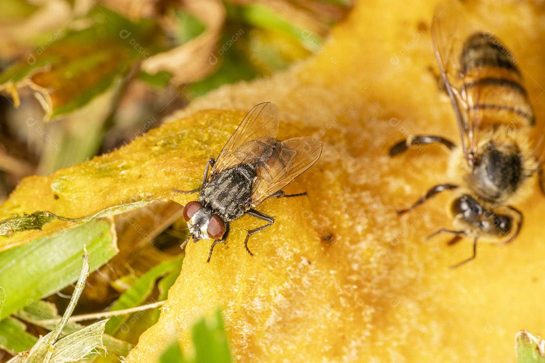 Fotografia macro de abelha comendo manga.Imagem JPG