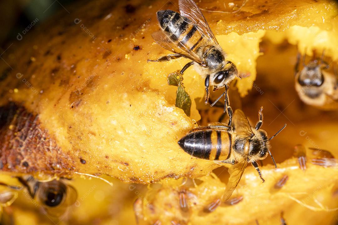 Fotografia macro de abelha comendo manga.Imagem JPG