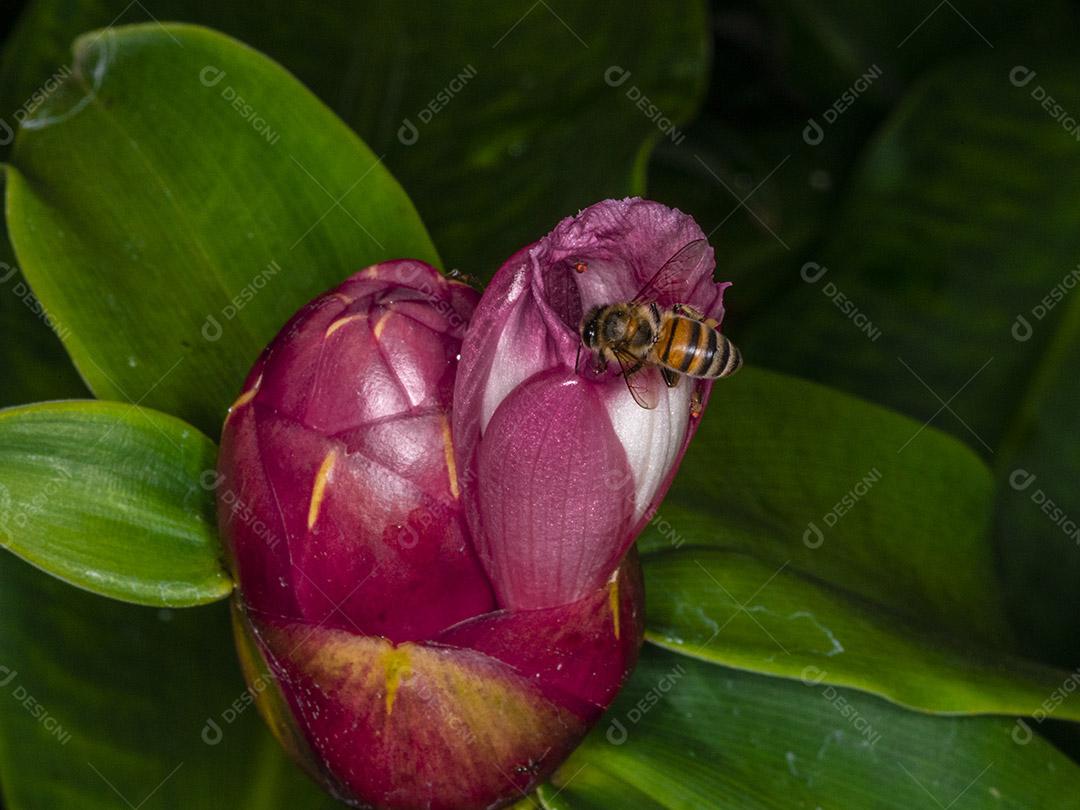 Fotografia macro de flor polinizadora de abelha europeia  Imagem JPG