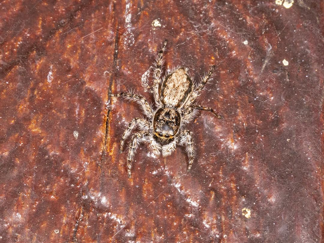 Fotografia macro de aranhas saltadoras (Salticidae) Imagem JPG