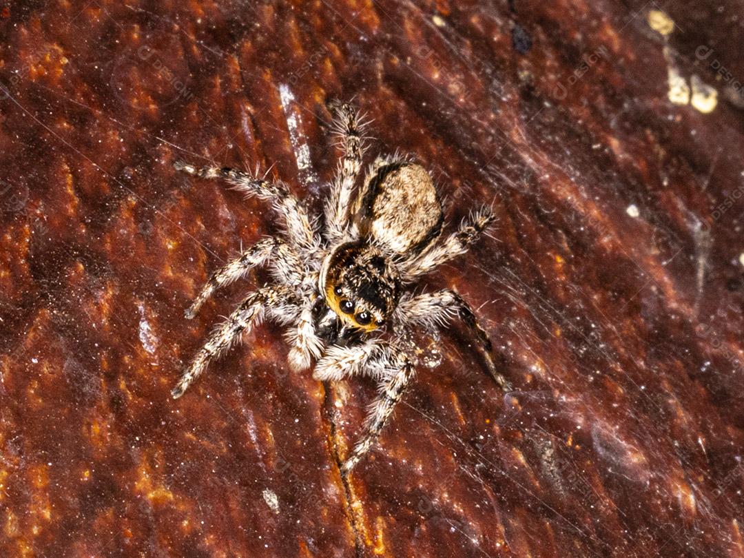 Fotografia macro de aranhas saltadoras (Salticidae) Imagem JPG