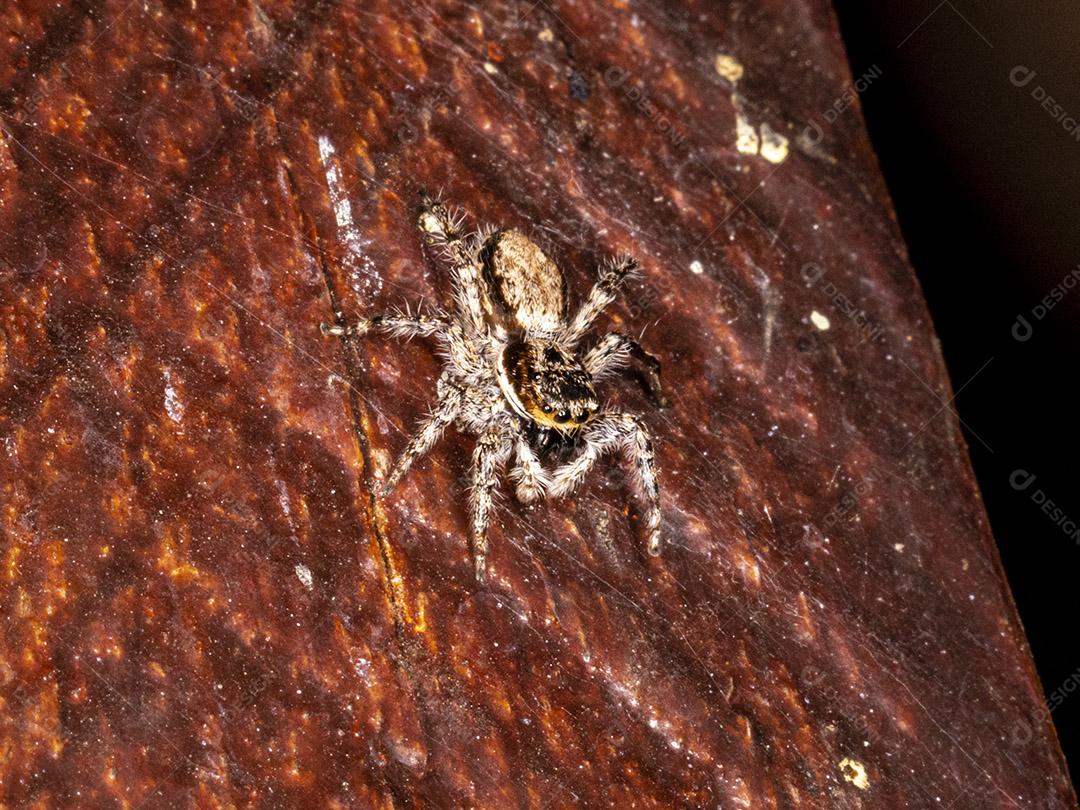 Fotografia macro de aranhas saltadoras (Salticidae) Imagem JPG