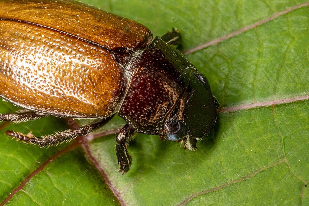 Besouro sentado em uma folha verde no jardim Imagem JPG