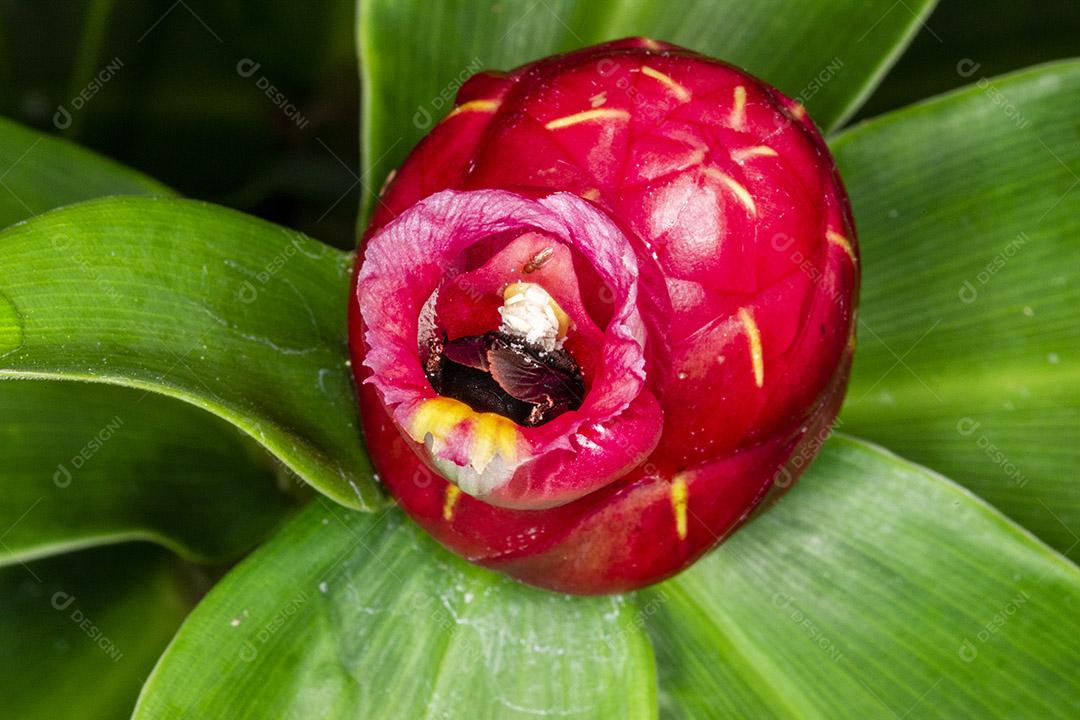 Fotografia macro da flor polinizadora do bumble Bombus terrestris Imagem JPG