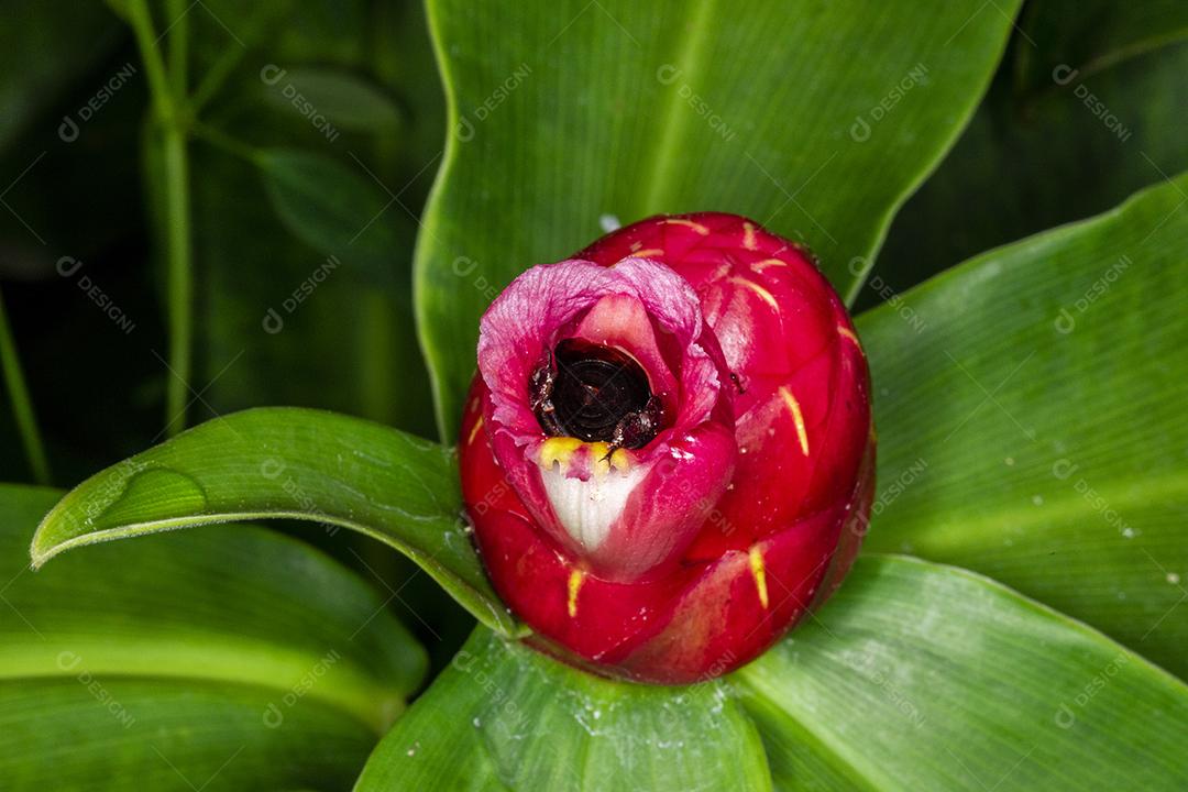 Fotografia macro da flor polinizadora do bumble Bombus terrestris Imagem JPG